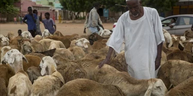 إعادة باخرة جديدة للماشية من السعودية إلى السودان